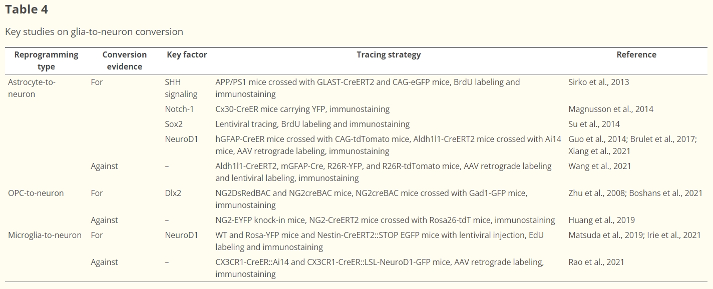 表4：膠質(zhì)細胞到神經(jīng)元轉化的重點(diǎn)研究