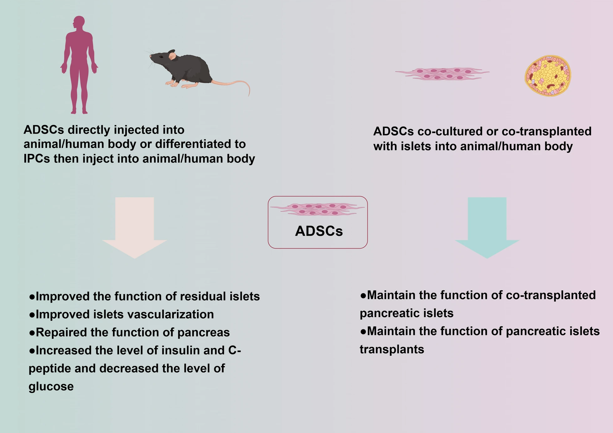 圖1:脂肪間充質(zhì)干細胞治療2型糖尿病的潛在機制 圖1:脂肪間充質(zhì)干細胞治療2型糖尿病的潛在機制