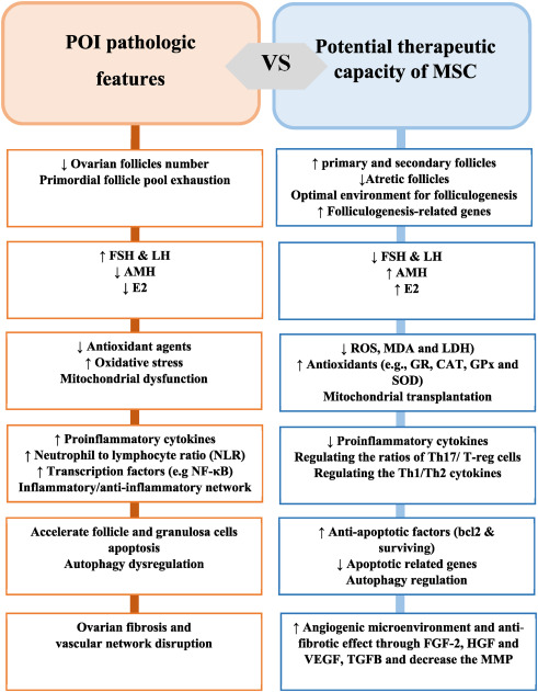 圖2：間充質(zhì)干細胞治療卵巢早衰的機制與卵巢早衰的病理機制