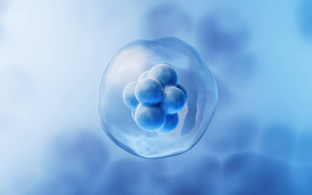 關(guān)于干細胞方面經(jīng)常問(wèn)的問(wèn)題有哪些？