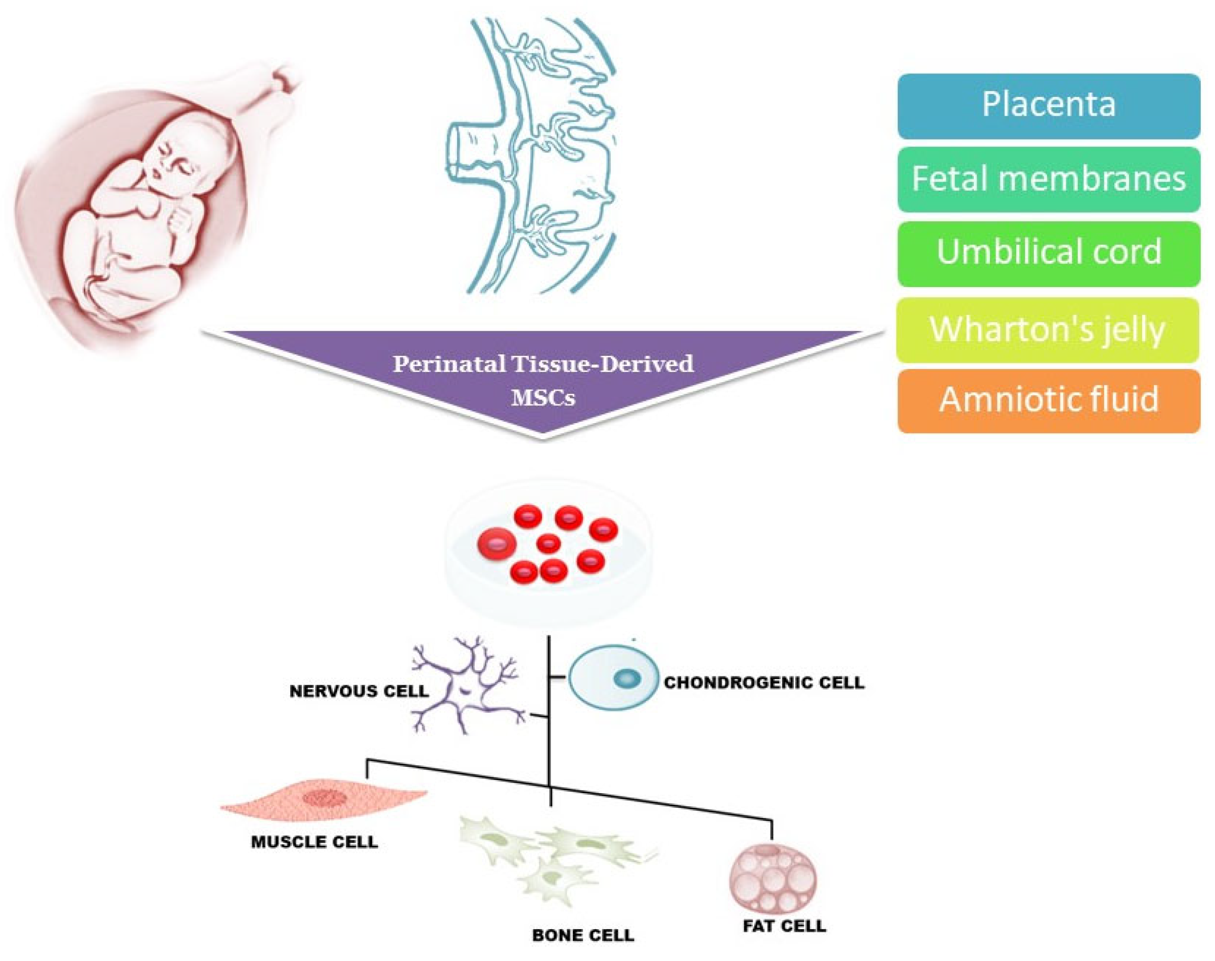 圖1：圍產(chǎn)期組織來(lái)源的干細胞可以從胎盤(pán)、胎膜、臍帶、沃頓膠和羊水中分離出來(lái)，可以分化成多種細胞譜系，包括肌肉細胞、神經(jīng)細胞、軟骨細胞、骨細胞和脂肪細胞。