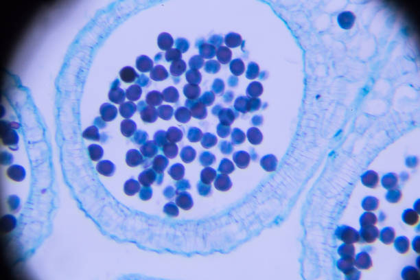 中科羊膜干細胞 中科羊膜干細胞