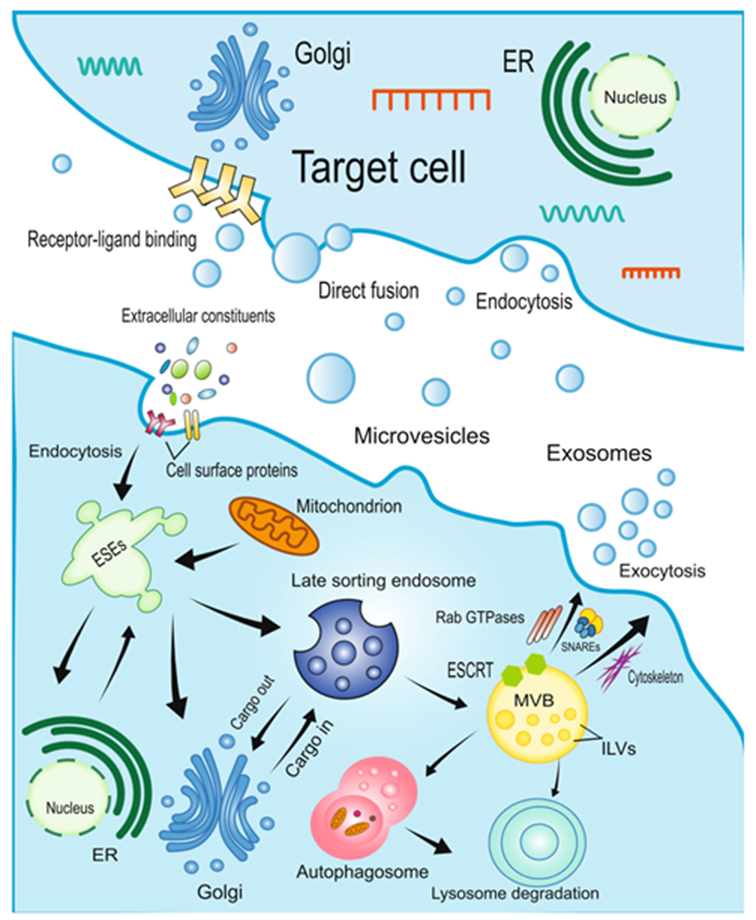 學(xué)者們研究發(fā)現移植MSCs衍生神經(jīng)元在體內具有高分化率的功能。