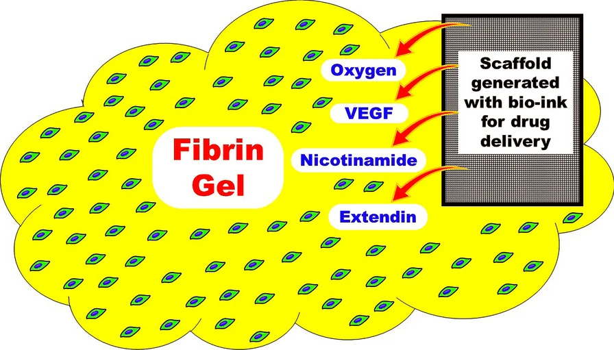 圖1：建議的MSC衍生IPC皮下移植模型。