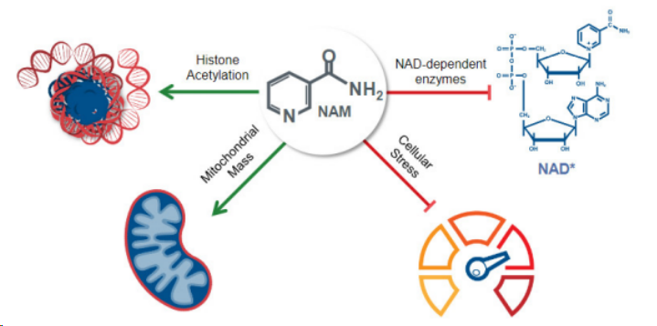 ▲NAM細胞擴增技術(shù)原理（圖片來(lái)源：Gamida cell官網(wǎng)）