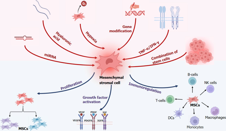 圖1：多重治療促進(jìn)間充質(zhì)干細胞功能。
