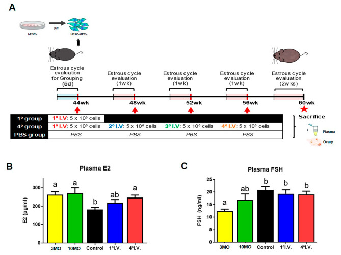 圖1：人類(lèi)胚胎干細胞間充質(zhì)祖細胞（hESC-MPCs）的數量對圍絕經(jīng)期小鼠血漿激素水平的影響。