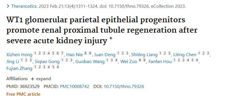 WT1 腎小球頂端上皮祖細胞促進(jìn)嚴重急性腎損傷后腎近端小管再生+