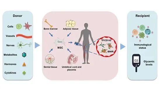 △MSCs介導的免疫調節，給2型糖尿病患者治療帶來(lái)希望