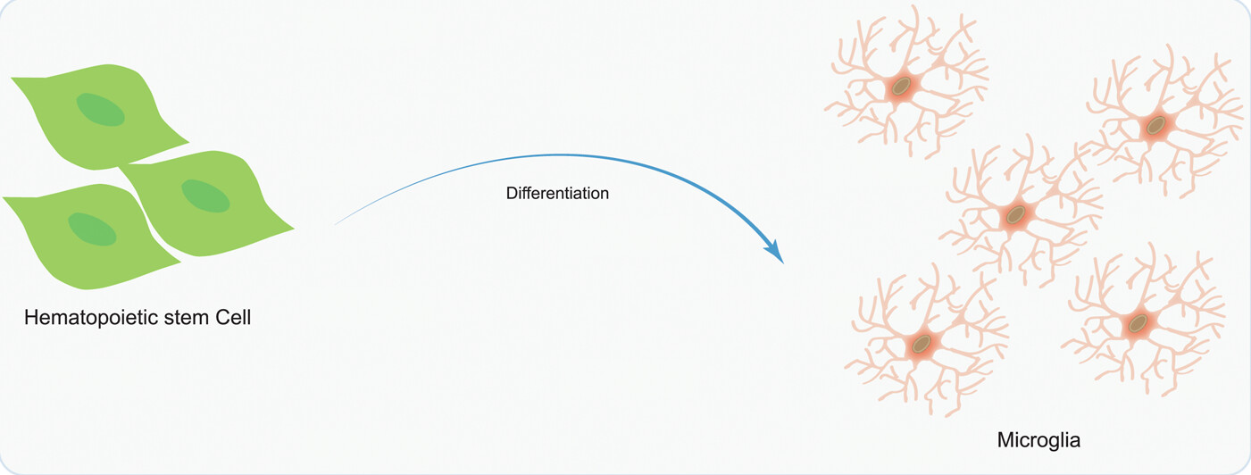 圖5：造血干細胞移植在神經(jīng)系統疾病治療中的應用