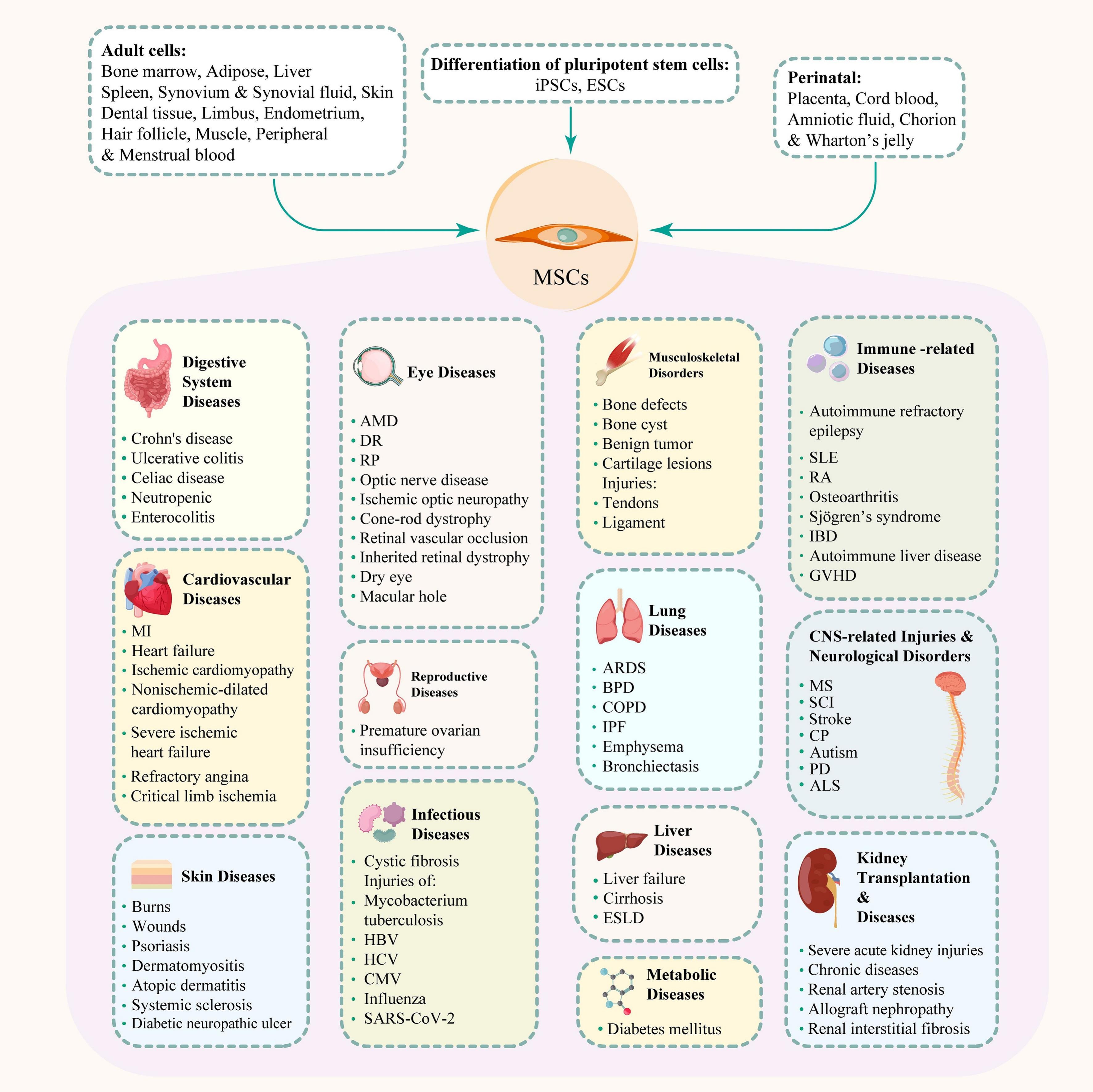 圖2：間充質(zhì)干細胞、其來(lái)源和治療潛力。