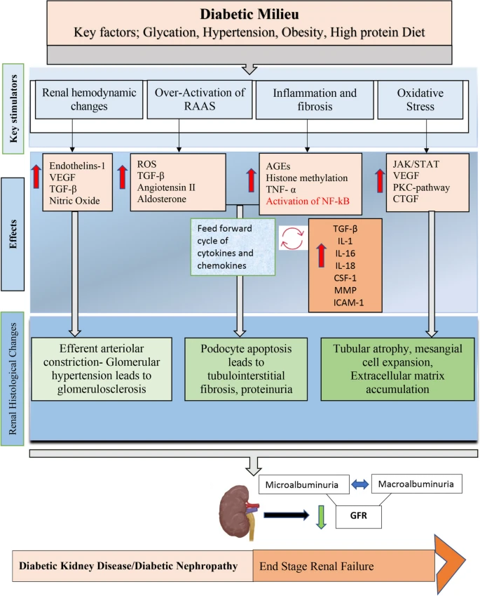 糖尿病腎?。―KD）的簡(jiǎn)明病理生理學(xué)如圖2所示