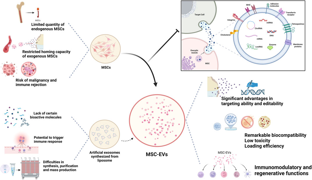 圖1：MSC-Exos作為藥物載體的生物學(xué)優(yōu)勢。