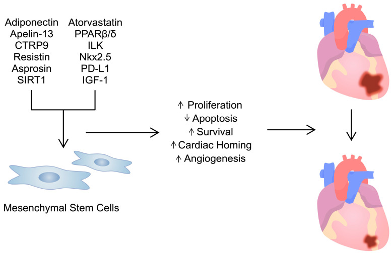 圖3：用多種試劑/分子預處理間充質(zhì)干細胞可增強其活性。這可用于治療心臟病，例如心肌梗塞。