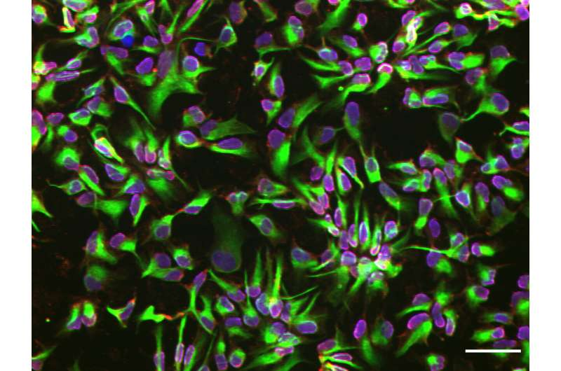 神經(jīng)干細胞