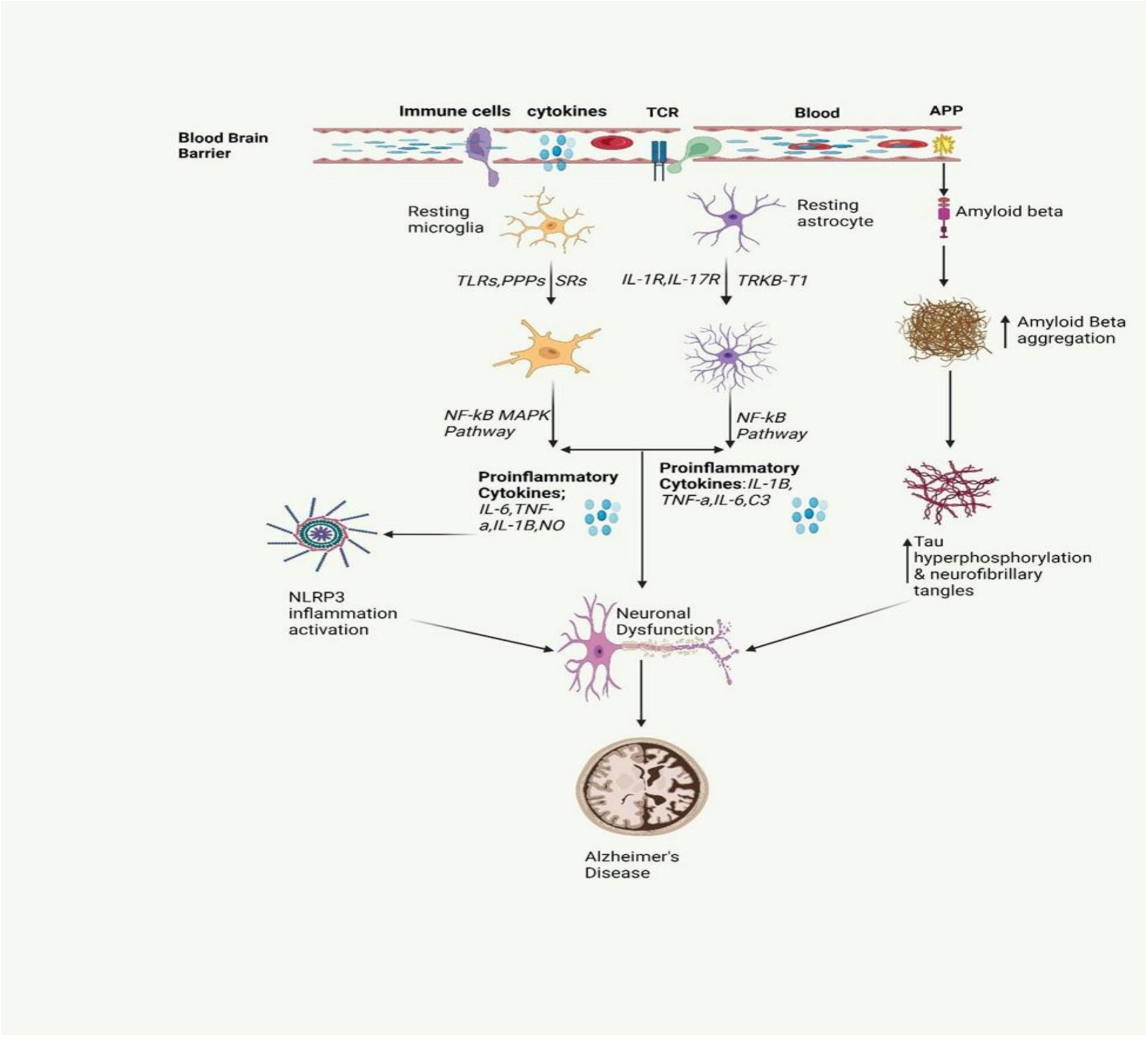 圖2：圖中描繪了AD中涉及的炎癥信號傳導通路。