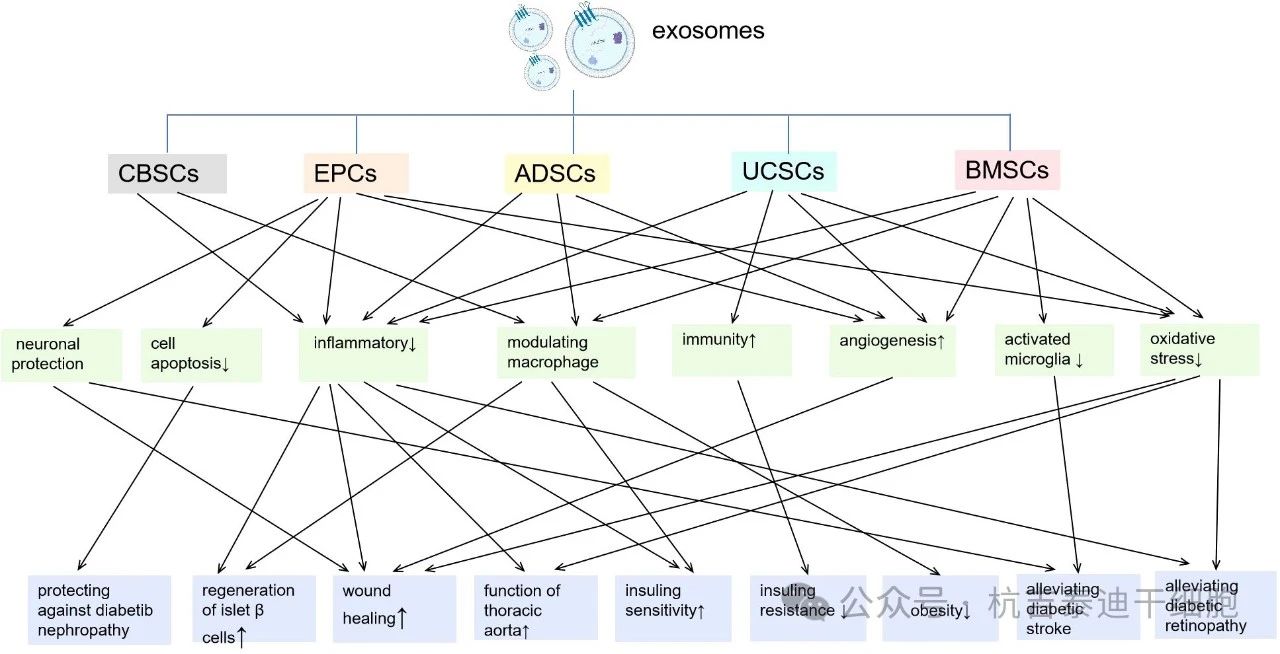 圖2：來(lái)自不同種類(lèi)干細胞的外泌體及其對糖尿病炎癥/免疫調節作用的主要機制。