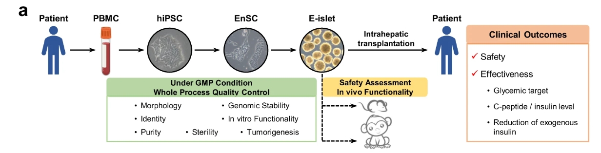 a?E-胰島的生成和質(zhì)量控制以及E-胰島移植的安全性/有效性評估的主要程序簡(jiǎn)要說(shuō)明。