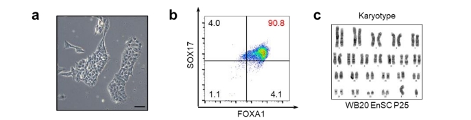 Enscs的形態(tài)、FACS的結果、WB20EnSC系的染色體分型結果