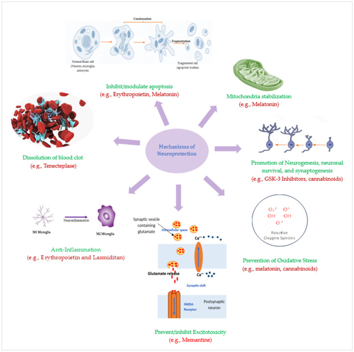 圖3：潛在神經(jīng)保護療法的神經(jīng)保護機制。