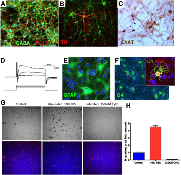 圖1：人中樞神經(jīng)系統干細胞（HuCNS-SC）體外分化。