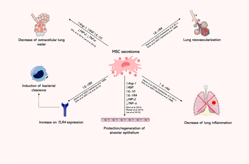 圖4：MSC分泌組在再生醫學(xué)中的應用