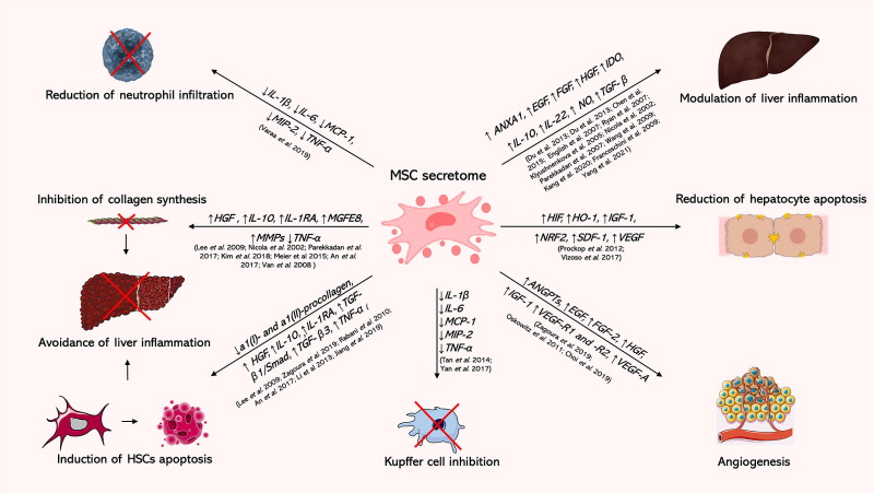 圖5：間充質(zhì)干細胞分泌組在呼吸系統疾病中的作用