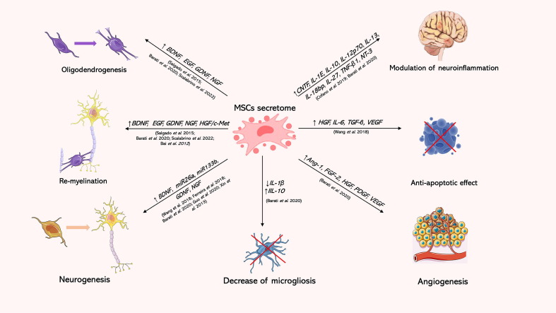 MSCs衍生的EV的給藥也已在不同的神經(jīng)和精神疾病領(lǐng)域進(jìn)行了探索
