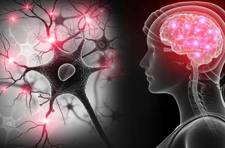 干細胞移植治療神經(jīng)系統疾病的現狀和未來(lái)展望