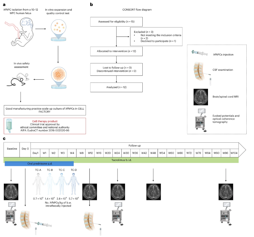來(lái)源于人類(lèi)胎兒的神經(jīng)干細胞/前體細胞