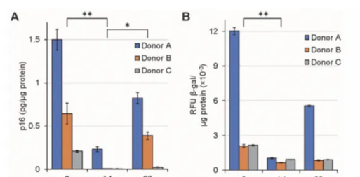 NK細胞輸注前、輸注后第14天和第90天的p16和β-半乳糖苷酶含量。