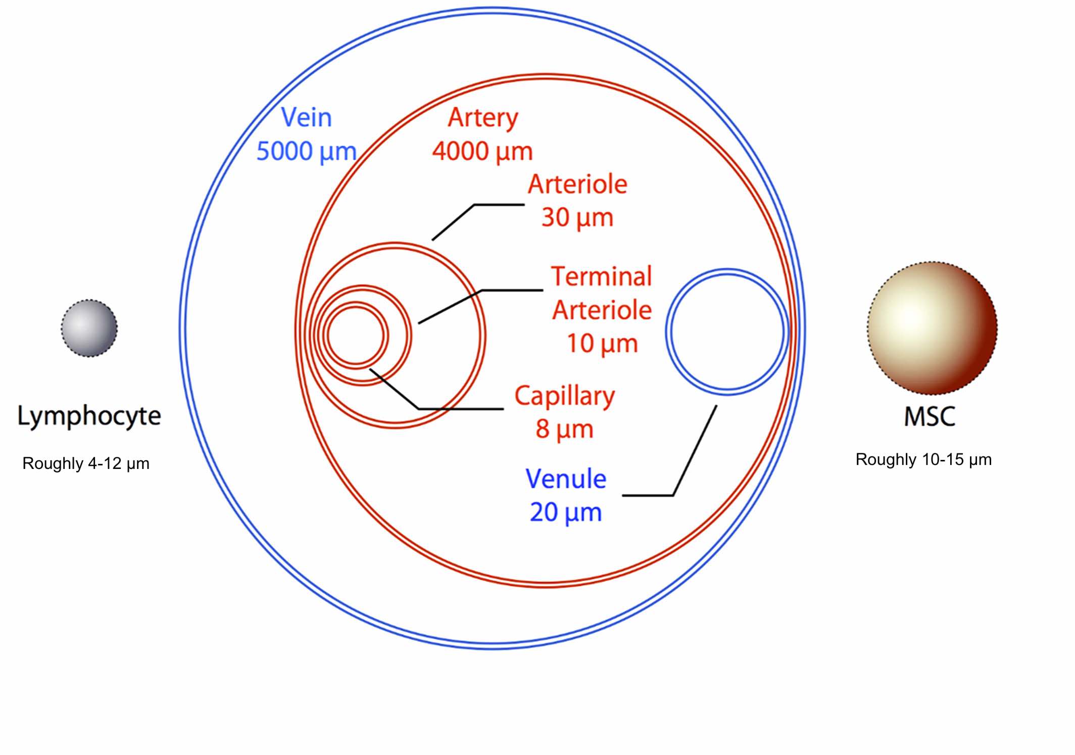 物理尺寸對全身任何細胞的遷移能力都起著(zhù)至關(guān)重要的作用。