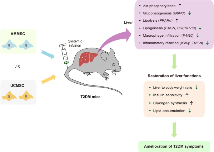羊膜與臍帶間充質(zhì)干細胞治療2型糖尿病療效對比分析