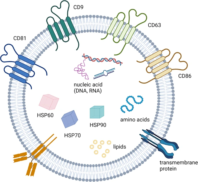圖3：外顯子組的特征。
