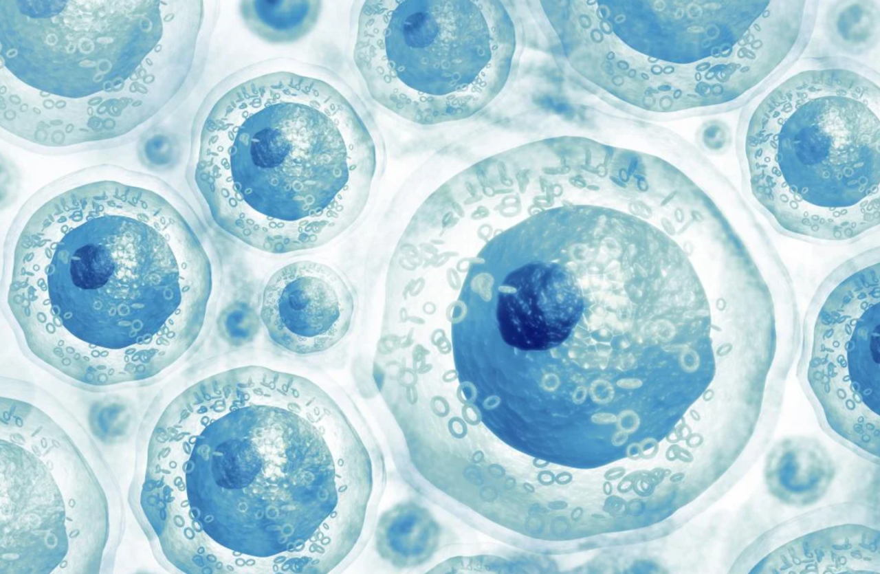 又增加一項！2024年中國已有13部干細胞治療相關(guān)專(zhuān)家共識！