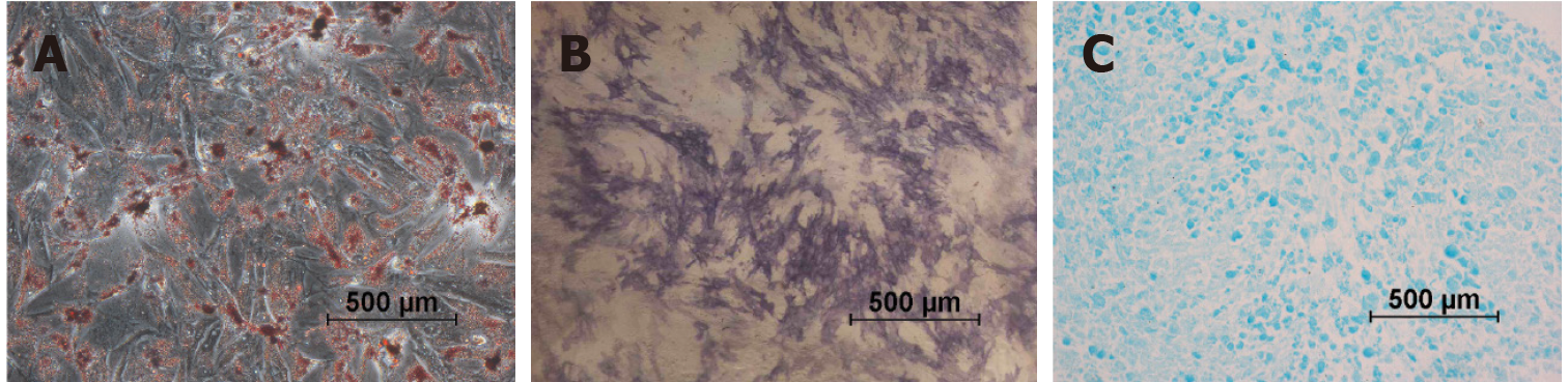 圖1：第2代尿源干細胞的分化特征。