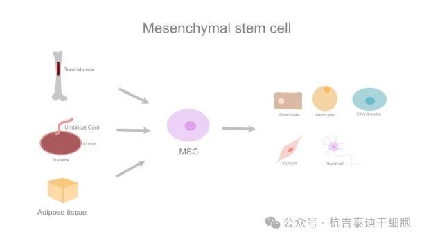 圖1:MSC的治療效果取決于供體來(lái)源 圖1:MSC的治療效果取決于供體來(lái)源