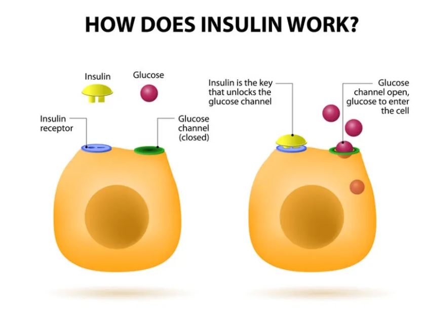 1型糖尿病的胰島素治療方案：類(lèi)型與注射技巧