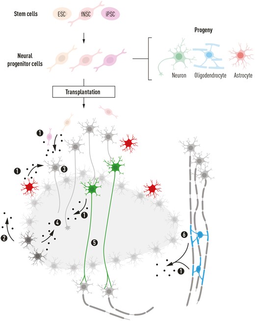 圖2：神經(jīng)祖細胞 (NPC) 的潛在影響說(shuō)明