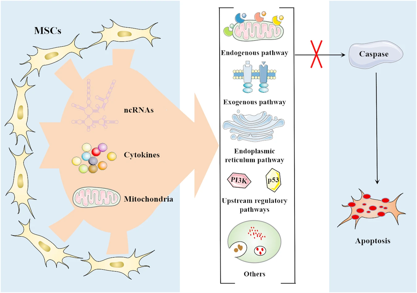 圖2:間充質(zhì)干細胞 (MSC) 通過(guò)靶向多種途徑抑制細胞凋亡 圖2:間充質(zhì)干細胞 (MSC) 通過(guò)靶向多種途徑抑制細胞凋亡