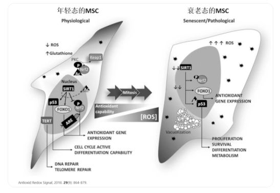 △年輕態(tài)的干細胞胞體飽滿(mǎn)、呈明顯的梭形；衰老的干細胞胞體寬大扁平