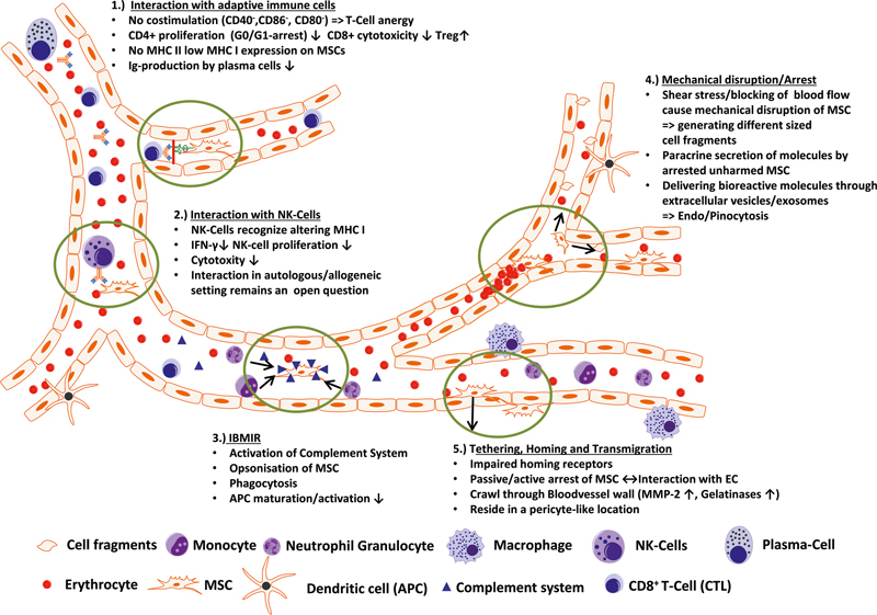 圖3：靜脈注射后間充質(zhì)干細胞與組織微環(huán)境的相互作用