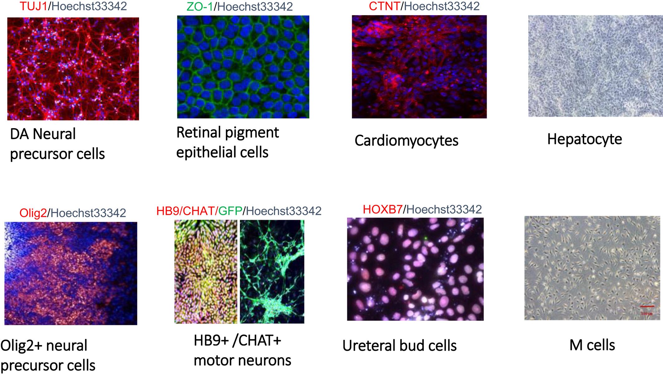 圖1：國家干細胞資源中心胚胎干細胞衍生功能細胞系的圖像。?