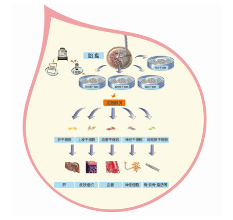 什么是胎盤(pán)干細胞：胎盤(pán)干細胞來(lái)源、臨床作用