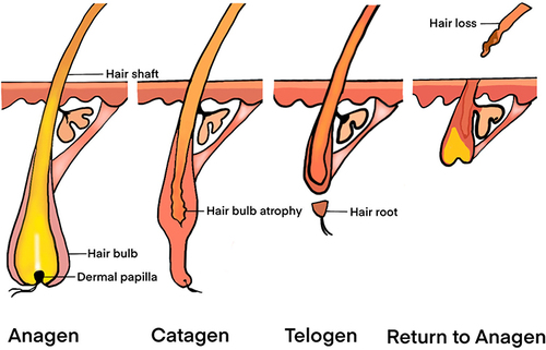 圖1：毛囊結構和毛發(fā)周期