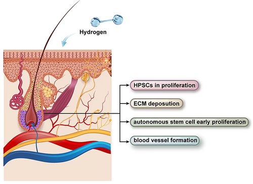 圖2：氫氣治療下的毛囊示意圖。