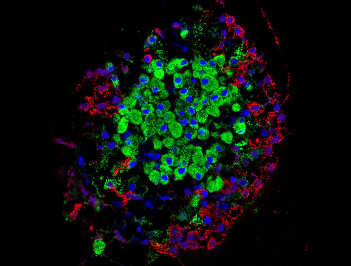 分離的胰島。胰島產(chǎn)生的激素由幾種細胞直接分泌到血流中，包括β細胞（綠色）和α細胞（紅色）。