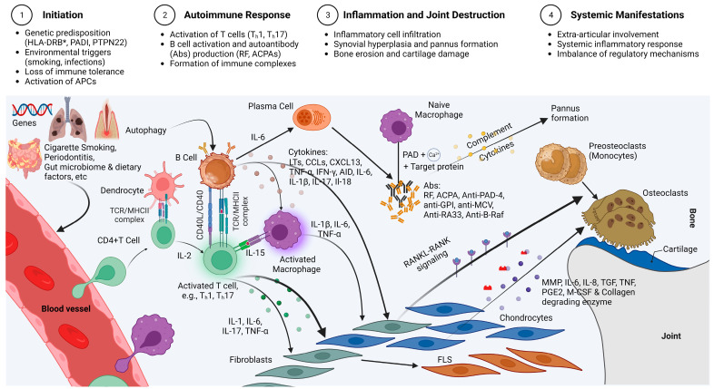 圖2：類(lèi)風(fēng)濕性關(guān)節炎的免疫發(fā)病機制示意圖，重點(diǎn)介紹了在類(lèi)風(fēng)濕性關(guān)節炎發(fā)展中起關(guān)鍵作用的各種細胞和分子因素的復雜相互作用。