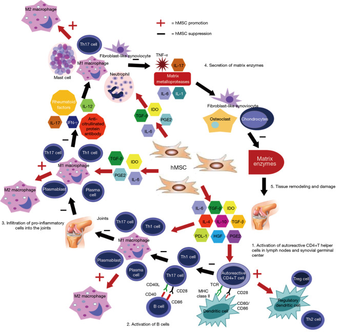 圖3：MSC在關(guān)節炎中在多個(gè)細胞信號傳導水平上發(fā)揮作用。