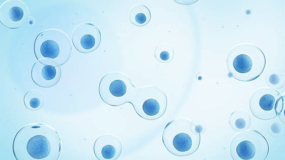 干細胞治療骨關(guān)節炎的作用機制